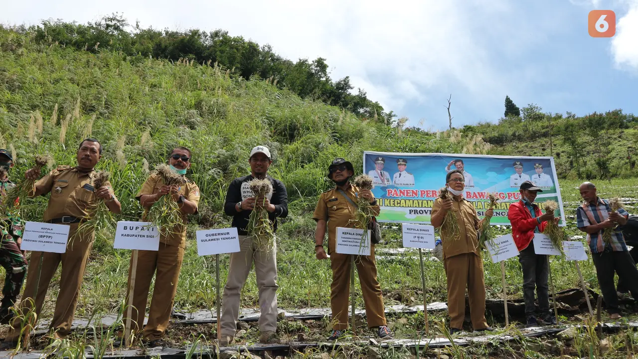 Panen perdana bawang putih di Desa Dombu, Sigi