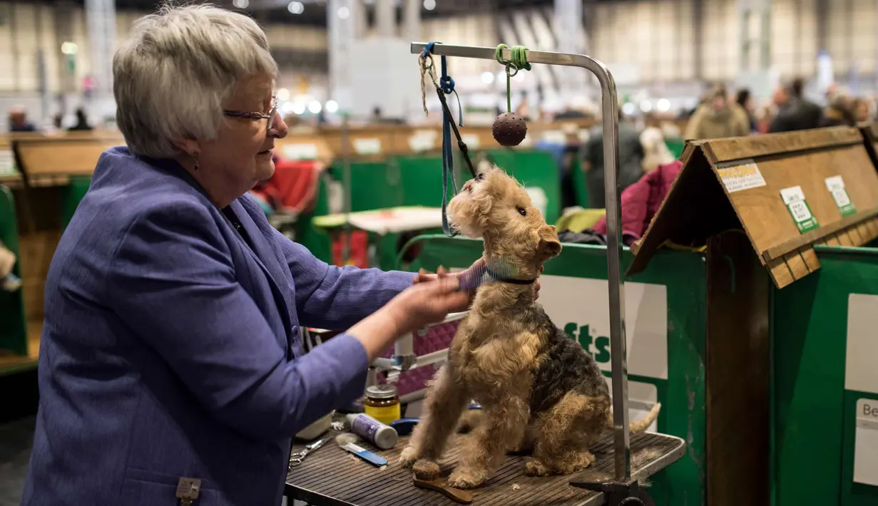 Seorang wanita merapihkan bulu anjing Bedlington Terrier-nya sebelum tampi pada hari kedua pertunjukan anjing Crufts di National Exhibition Centre di Birmingham, Inggris tengah, (9/3). (AFP Photo/Oli Scarff)