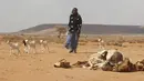 Bangkai ternak tampak di padang pasir daerah kota Hargeysa selatan, Somalia, (7/4).Berkurangnya volume air membuat sejumlah hewan ternak mati. (REUTERS / Feisal Omar)