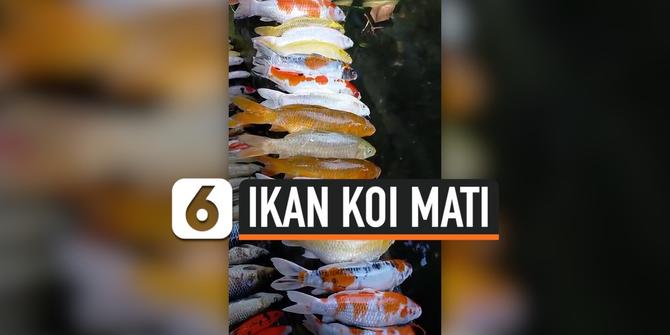 VIDEO: Sang Pemilik Lalai, Ratusan Ikan Koi Mendadak Mati