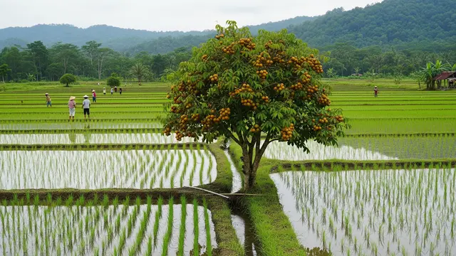 Pohon Buah Produktif untuk Tumpang Sari Pohon Duku