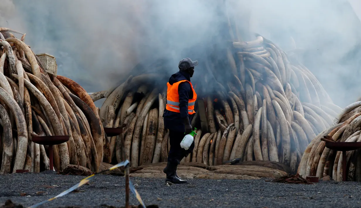 Petugas membakar gading gajah di Nairobi National Park, Kenya (30/4). Petugas memusnahkan sekitar 105 ton gading hasil penyitaan dari penyelundup dan pemburu. (Reuters/Thomas Mukoya)