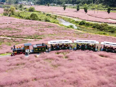 Foto dari udara yang diabadikan pada 2 September 2020 menunjukkan para wisatawan yang menaiki kereta tamasya menikmati pemandangan padang rumput berwarna pink (Muhlenbergia capillaris) di objek wisata Shenquangu di Wilayah Changshun, Provinsi Guizhou, China barat daya. (Xinhua/Tao Liang)