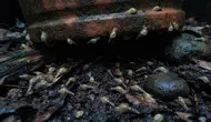 Cara Menghilangkan Siput dan Bekicot di Pot Tanaman Teras saat Musim Hujan, Coba 7 Cara Ini