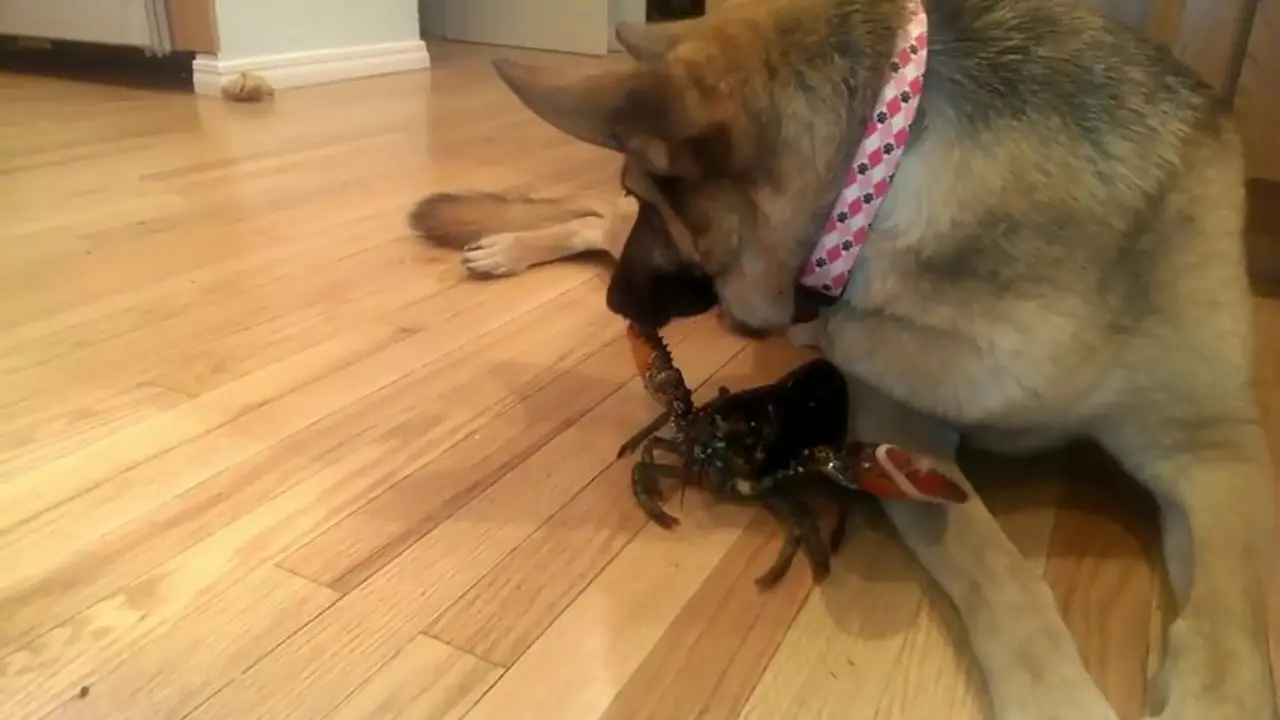 Lucu, Anjing Ini Melindungi Lobster 
