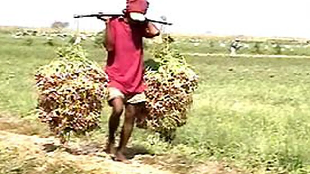 250703aBawang.jpg