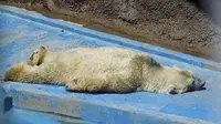Beruang Kutub Paling Menyedihkan di Dunia Ini Akhirnya Mati (sumber. boredpanda.com)