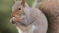 Funny squirrel jokes. (Photo: Joseph Yu/Pexels)