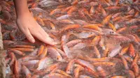 Rahasia Ternak Ikan Nila untuk Bisnis Menguntungkan, Hemat Pakan Cuan Datang