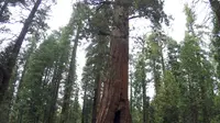 Pengunjung mengambil gambar The Pioneer Cabin Tree sebelum roboh sekitar Mei 2015. Pohon ikonik itu telah roboh dihantam badai musim dingin yang kuat yang melanda negara tersebut. (AP Photo/ Michael Brown)