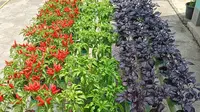 6 Ide Kebun Cabai Campuran Jenis di Satu Lahan, Solusi Lahan Terbatas Nan Produktif