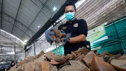 Petugas Bea Cukai memperlihatkan sisik trenggiling saat menggelar konpers di Bangkok, Thailand (2/2). Sisik trenggiling seberat hampir 3 ton dengan nilai 29 juta Baht atau sekitar Rp 10 miliar digagalkan Bea Cukai Thailand. (AP Photo/Sakchai Lalit)