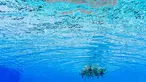 Tim renang China unjuk kebolehan di dalam air pada final Gaya Bebas Putri kompetisi renang di Kejuaraan Dunia Federasi Renang Dunia FINA 2017 di Budapest, (21/07). (AFP Photo / François-Xavier Marit)