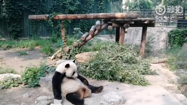 Viral Video Panda Dilempari Batu Oleh Pengunjung Warganet