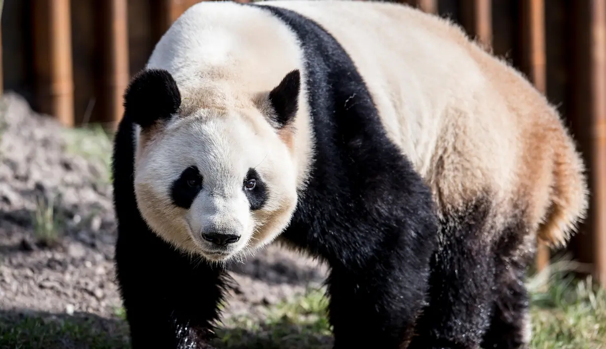Panda raksasa, Mao Sun berada di kandang barunya selama diperlihatkan kepada media di Kebun Binatang Kopenhagen, Denmark, Rabu (10/4). Sepasang giant panda bernama Xing Er dan Mao Sun yang baru tiba dari China menjadi penghuni baru Kebun Binatang Kopenhagen. (Mads Claus Rasmussen/Ritzau Scanpix/AFP)