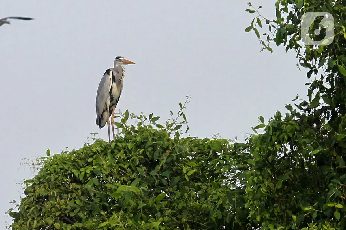 Mengamati Burung Migrasi di Perairan Hutan Lindung Angke Kapuk