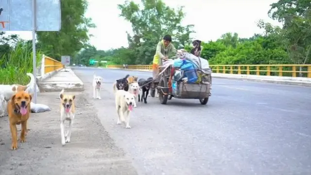 Bermodalkan Sepeda Roda Tiga, Pria Ini Dedikasikan Hidupnya Bagi Anjing Liar