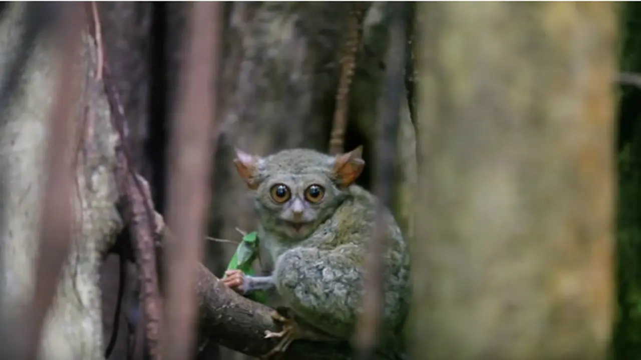 Tarsius, Primata Kecil di Bone Bolango