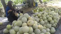Harga melon di tingkat pengepul jatuh memasuki panen raya. Padahal, petani mengeluarkan biaya berlipat untuk mengairi kebun. (Liputan6.com/Dian Kurniawan)