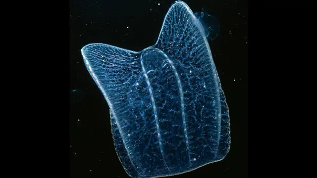 Foto: copyright mmn.com