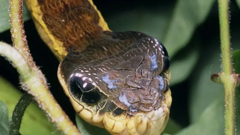 ulat Hawk-moth.