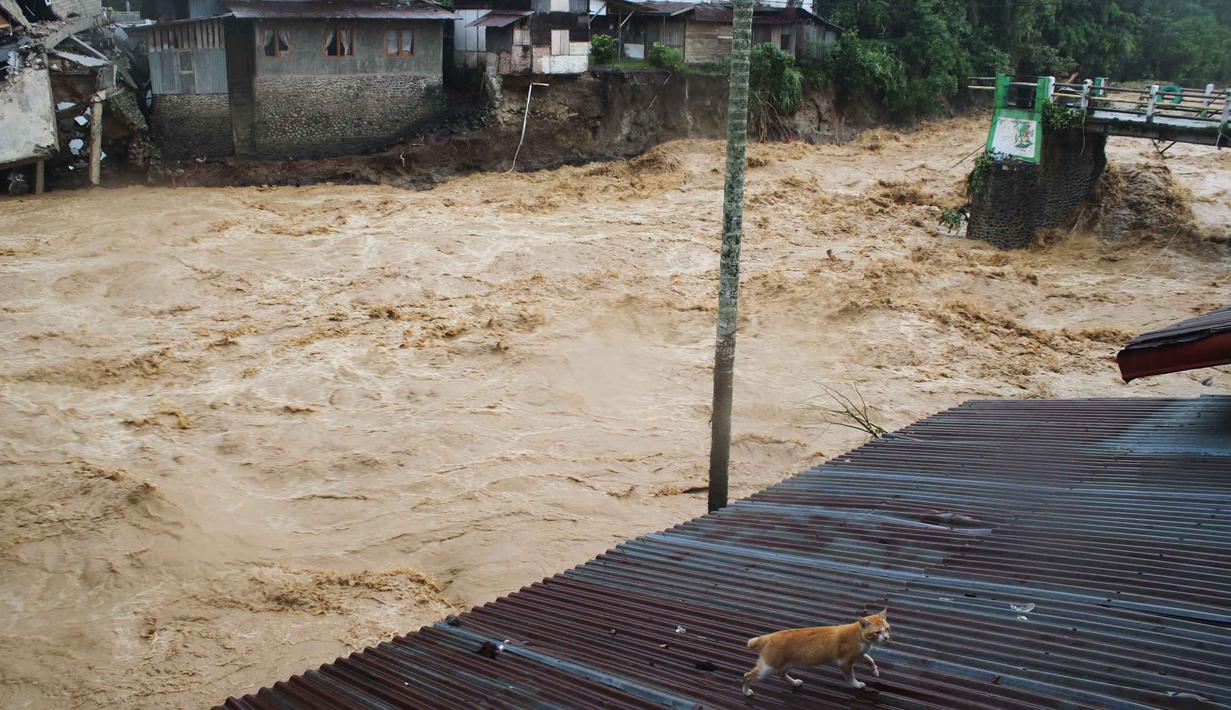 Bencana ini memicu krisis kemanusiaan dan kerusakan infrastruktur yang signifikan. Tampak dalam foto, seekor kucing berjalan di atap rumah dekat jembatan dan bangunan yang rusak akibat banjir di Tanah Datar, Sumatera Barat, Jumat, 28 November 2025. (AP Photo/Ali Nayaka)