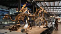 Orang-orang mengamati koleksi benda pameran di Museum Institut Ilmu Pengetahuan Alam Kerajaan Belgia di Brussel, Belgia (15/9/2020). Museum ini membuka rute satu arah baru untuk menawarkan kepada publik cara yang aman untuk berkunjung di tengah pandemi COVID-19. (Xinhua/Zheng Huansong)