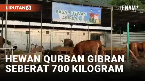 VIDEO: Gibran Sumbang Hewan Qurban di Masjid Al-Azhar