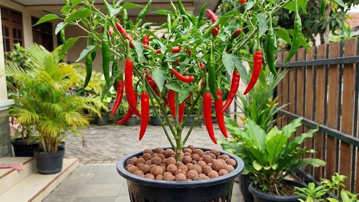 7 Tanda Media Tanam Cabai Sudah Tidak Sehat dan Perlu Diganti