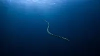 Ular Laut yang Bisa Menyelam hingga Kedalaman 245 Meter, Ini Faktanya