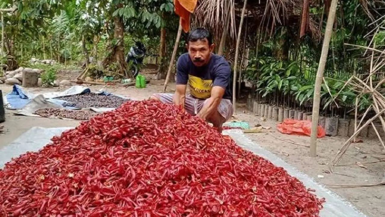 Petani pala
