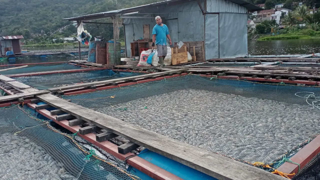 Ikan mati