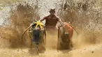 Seorang joki memacu sapinya saat mengikuti "Pacu Jawi" (sapi) di areal pesawahan di Pariangan, Kabupaten Tanah Datar, Sumatera Barat, Sabtu (1/12). Pacu Jawi merupakan permainan olahraga tradisional yang diadakan usai panen padi. (ADEK BERRY/AFP)