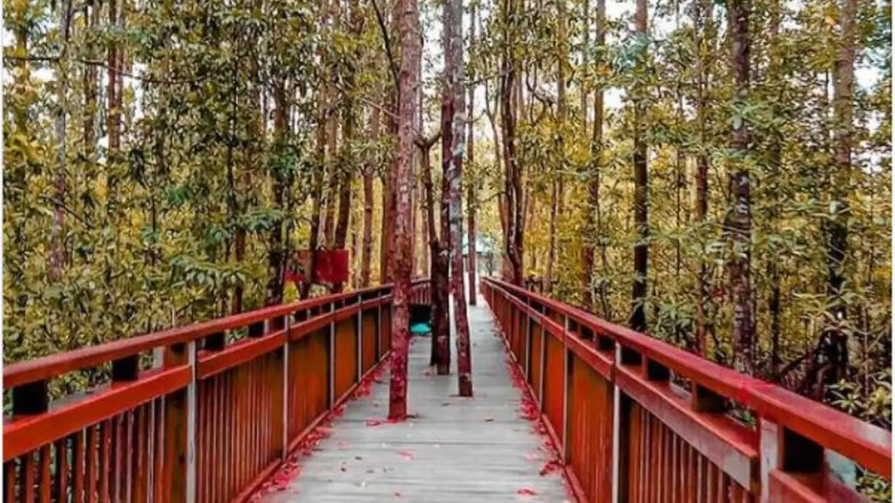 Dilarang Bawa Mantan Tapi Boleh Selingkuh di Ekowisata Mangrove Pomako Mimika