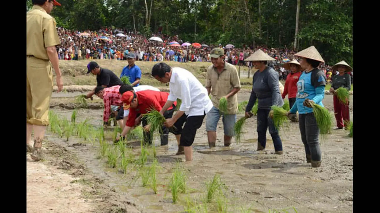 Di Kalimantan Barat, Presiden Jokowi Tanam Padi