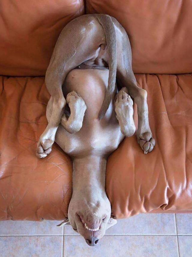 posisi absurd anjing