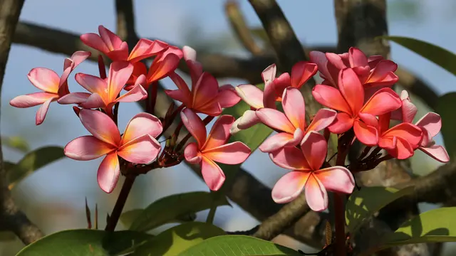 Plumeria (Kamboja)