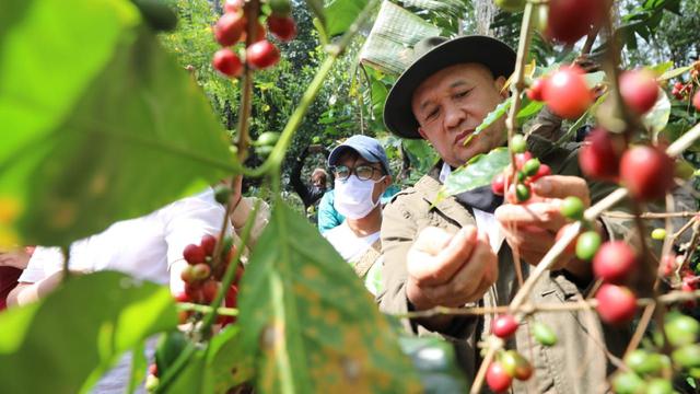 Menteri Koperasi dan UKM Teten Masduki panen kopi. (Dok Kemenkop)