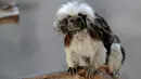 Cotton top tamarin atau tamarin berambut kapas membawa anaknya yang lahir di penangkaran Kebun Binatang Guadalajara, di Jalisco, Meksiko, Rabu (19/2/2020). Cotton-top Tamarin adalah spesies monyet kecil di dunia yang paling terancam punah dan salah satu primata terkecil di dunia. (Ulises Ruiz/AFP)