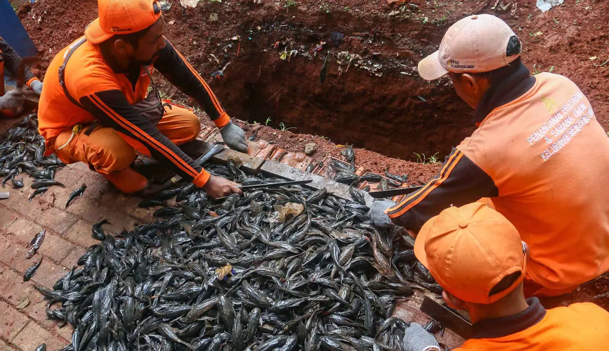 Pemusnahan ikan dipastikan mengikuti saran Majelis Ulama Indonesia (MUI), bahwa ikan yang tertangkap akan dipastikan mati sebelum dikubur. Tampak dalam foto, petugas PPSU saat melakukan proses pemusnahan ikan sapu-sapu di kawasan Setu Babakan, Jakarta Selatan, Selasa (5/5/2026). (merdeka.com/Arie Basuki)