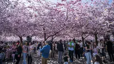 Orang-orang mengunjungi area pohon sakura di taman Kungstradgarden di Stockholm, Swedia, Rabu (1/5/2024). (Jonathan NACKSTRAND / AFP)