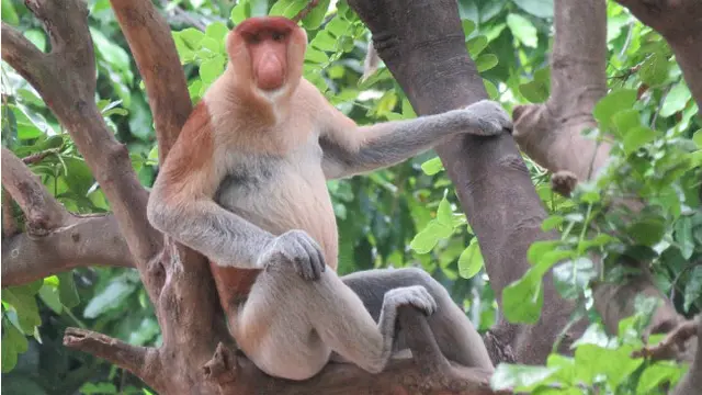 Bekantan Kebun Binatang Surabaya Kabur