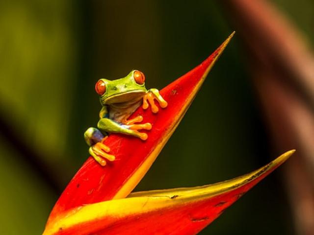 10 Arti Mimpi Katak Yang Perlu Anda Ketahui Ragam Bola Com