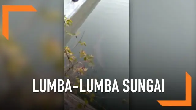 Upaya penyelamatan ikan lumba-lumba air tawar yang terjebak di saluran irigasi. Lumba-lumba air tawar merupakan spesies yang terancam punah.