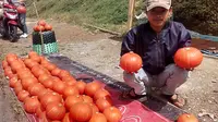 Berkah Pagi Penjual Labu Kabocha di Garut