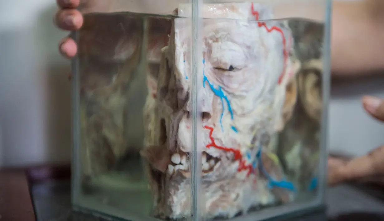 Dokter Diana Rivas menunjukkan kepala manusia yang diawetkan di Museum Neuropatologi, di Rumah Sakit Santo Toribio de Mogrovejo, Lima, Peru (16/11). (AFP Photo/Ernesto Benavides)