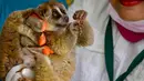 Dokter hewan dan mahasiswa mengobati primata Kukang (Nycticebus) yang cedera pada bagian mata di sebuah fakultas hewan di Banda Aceh, Kamis (9/1/2020). Dua ekor kukang yang diobati itu diserahkan warga Kab. Aceh Besar dan Aceh Tengah dalam kondisi terluka pada mata dan kaki. (CHAIDEER MAHYUDDIN/AFP)