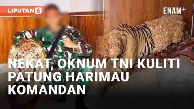 Umumnya anggota TNI patuh dan hormat pada sang komandan. Namun yang dilakukan seorang oknum TNI baru-baru ini tergolong nekat. Pasalnya ia nekat menguliti patung harimau milik sang komandan.