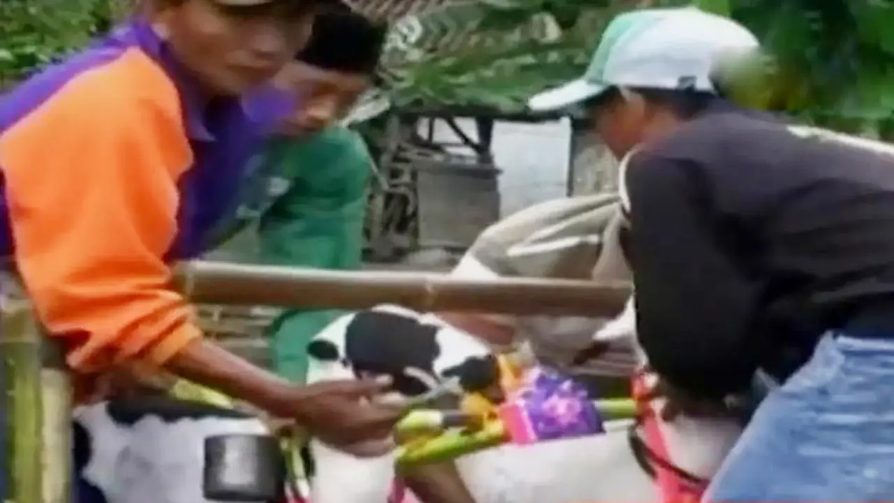 Unjuk Rasa Sopir Angkutan hingga Karapan Kambing di Lumajang
