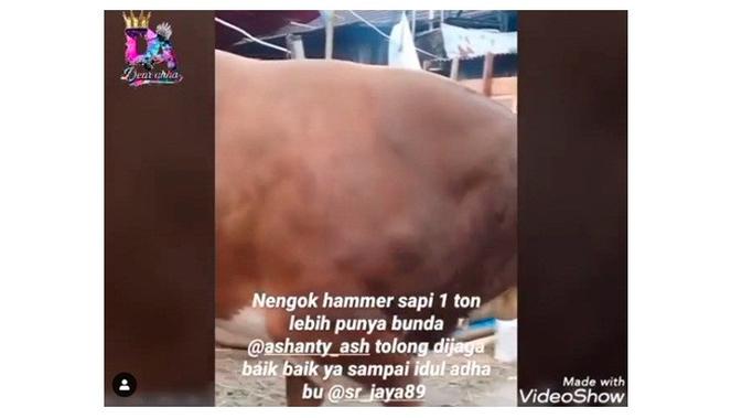 sapi kurban Anang Hermansyah (Sumber: Instagram/dear_ahha)